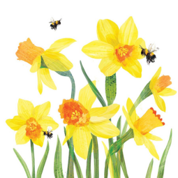 Greeting Card - Daffodils