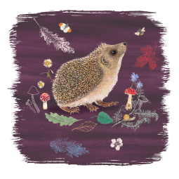 RSPB 'Beyond the Hedgerow' Hedgehog Notecards