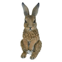Young Standing Hare